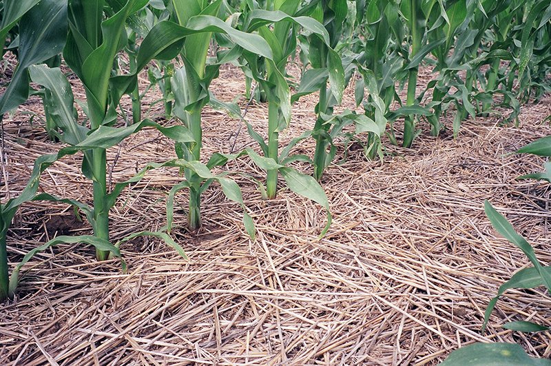 perfect corn stand Peters