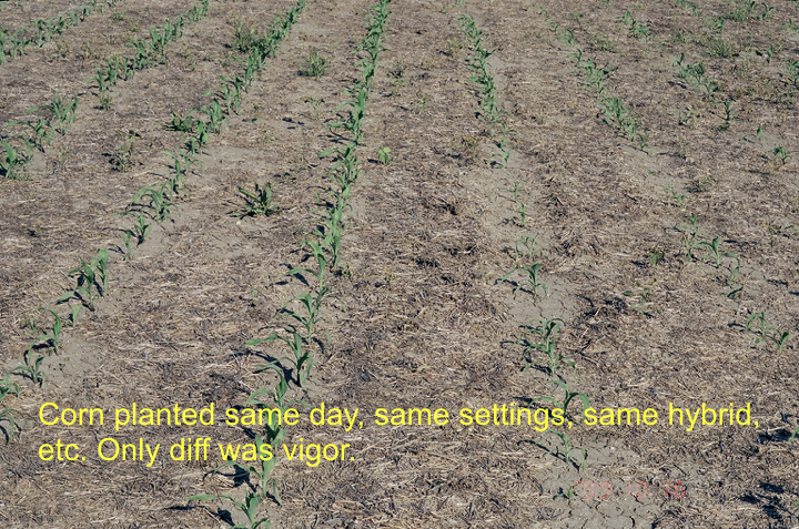 seed vigor comparison