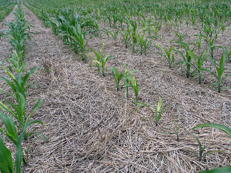 zinc deficiency in corn