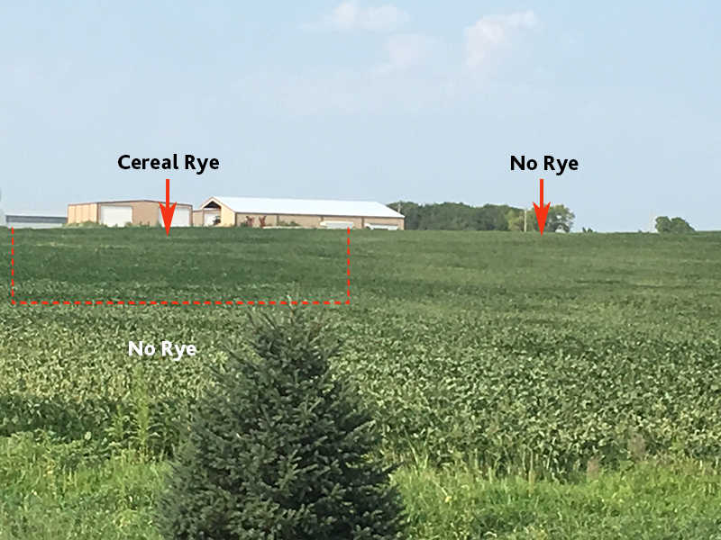 Field showing different cover-crop comparison showing no rye and cereal rye.