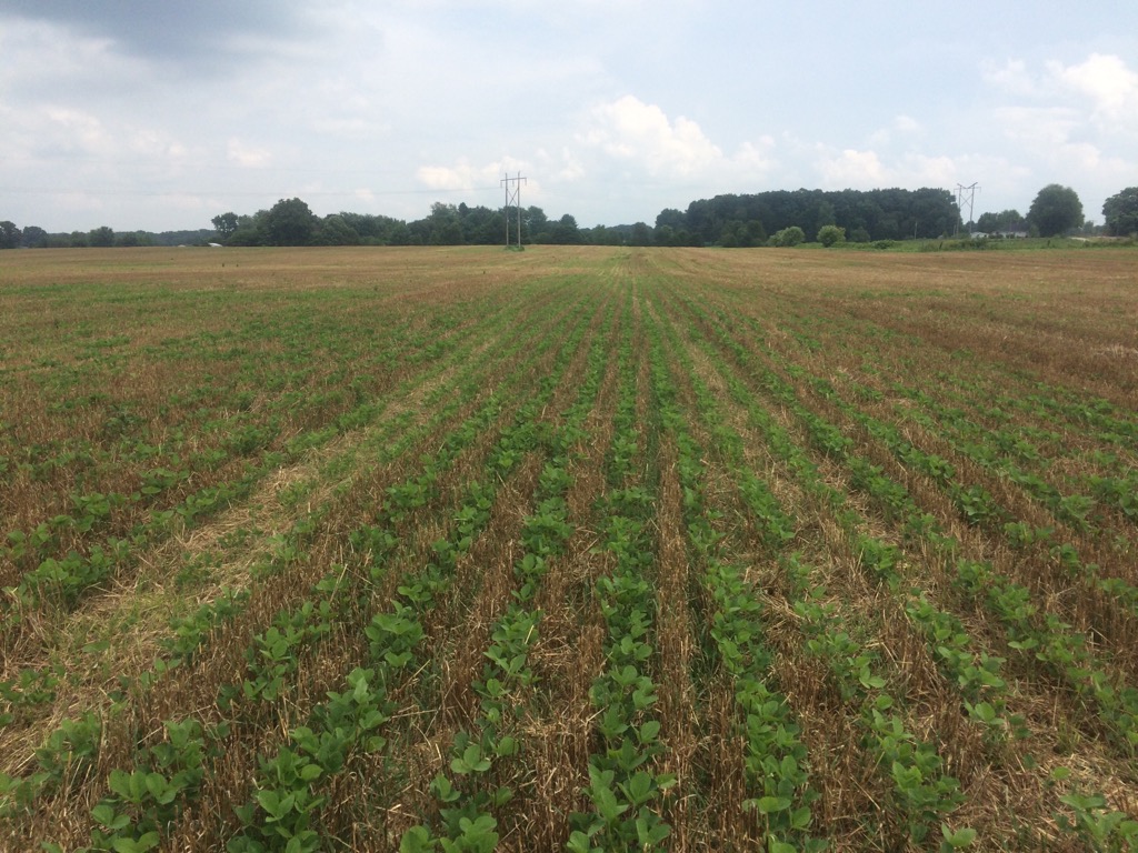 Soybeans in a field emerging after being double cropped after wheat.