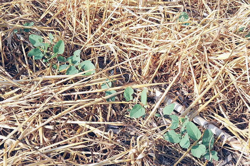 Soybeans emerging from oat residue.