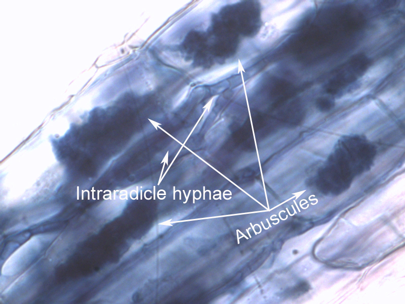 Up close look at cell with a microscope and spots labeled Intraradicle hyphae and Arbuscules.