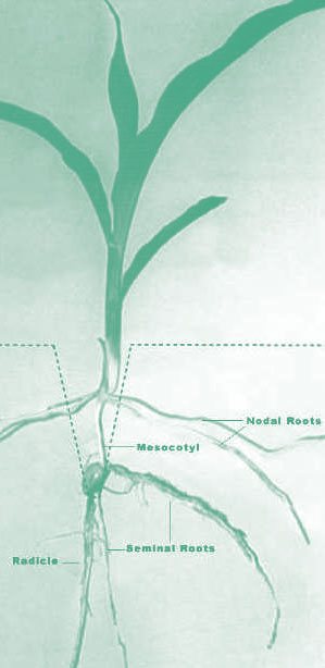 nodal root system