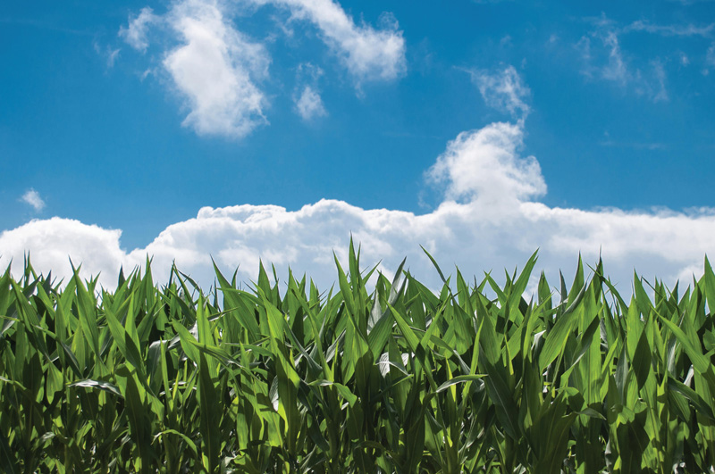 Corn field with a blue sky and clouds.
