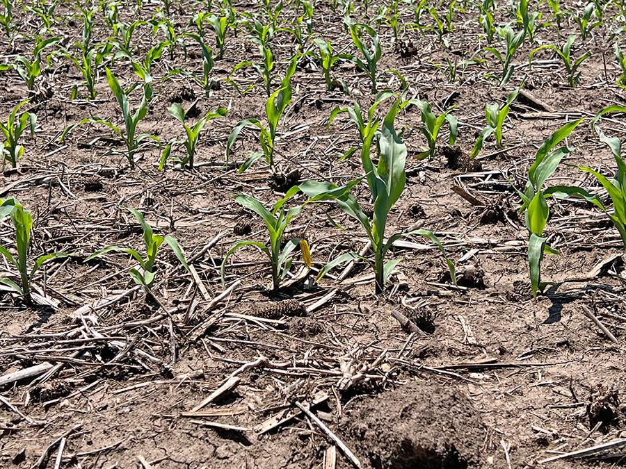 Corn emergence in a field.