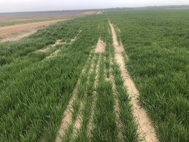 Field showing skipped sections of seeding.